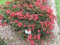 Raspberry Dazzle Crape Myrtle / Lagerstroemia 